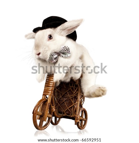 Photo of cute rabbit  with top hat and bow riding bike. Isolated on dark background