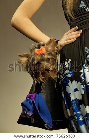 Glamor woman with Yorkshire Terrier dog in her bag
