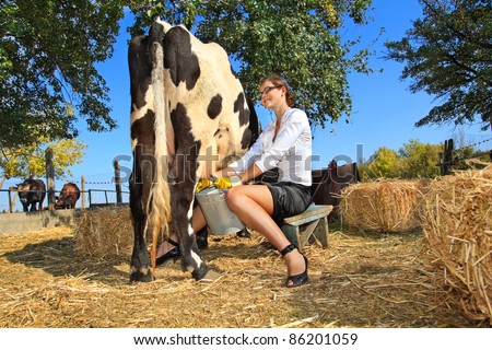 Business woman milking cow on farm
