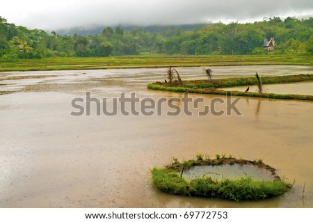 Flooded rice plantation in a bad weather landscape