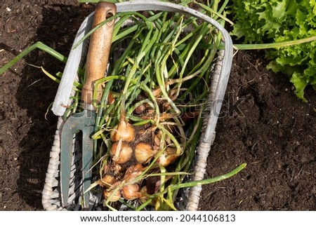 Shallots, Red Sun variety, freshly dug in a wicker trug basket with a garden fork. Grow own concept Foto d'archivio © 