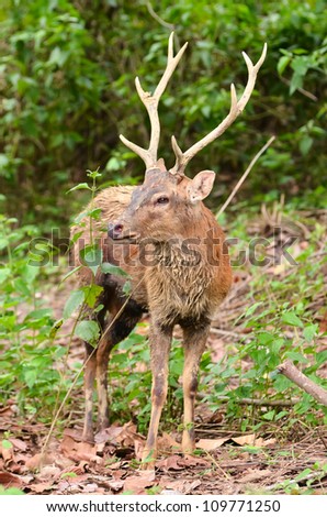 sika deer in chiang mai night safari