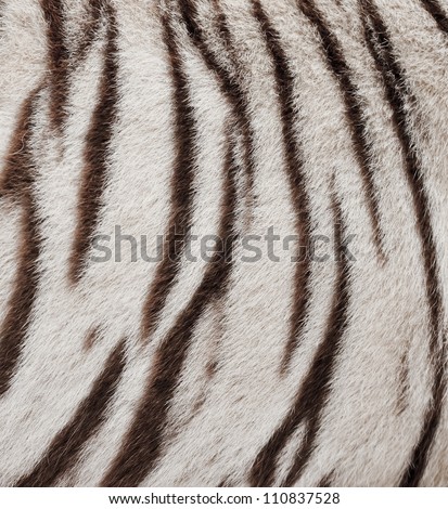 Textured Of Real White Bengal Tiger Fur Stock Photo 110837528 ...