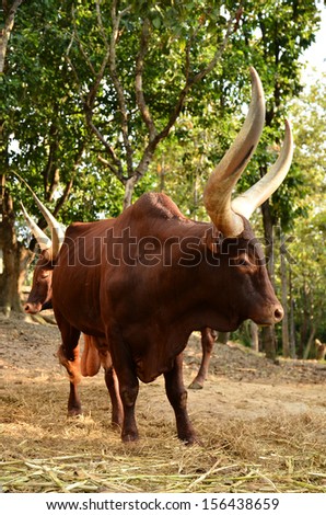 male watusi bulls in nature