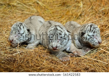 one week white bengal tiger cub