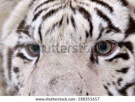 close up of white bengal tiger eyes