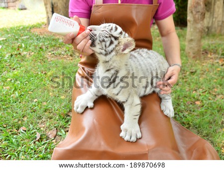 zookeeper take care and feeding baby white tiger