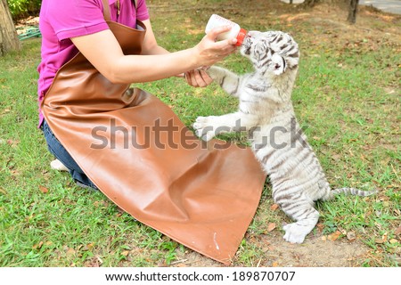 zookeeper take care and feeding baby white tiger
