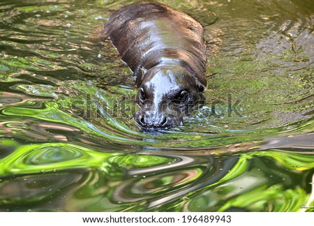 a pygmy hippo swimming in the water