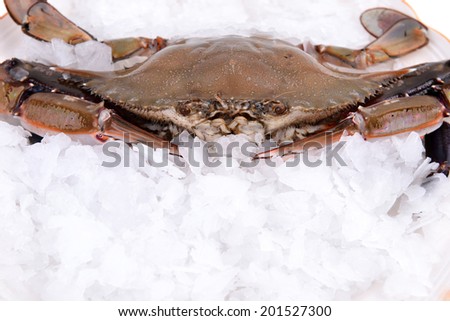 a crab freeze in ice