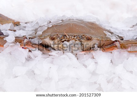 a crab freeze in ice