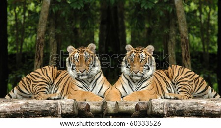 indochinese tiger
