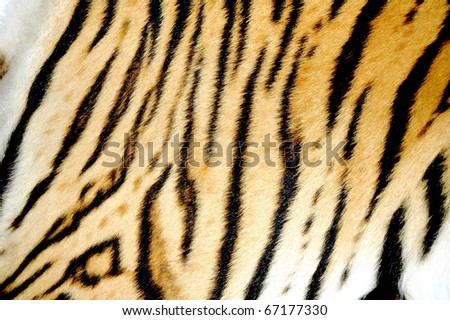 texture of real tiger skin ( fur )