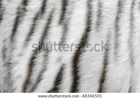 real white bengal tiger skin