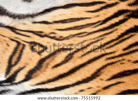 texture of  tiger skin
