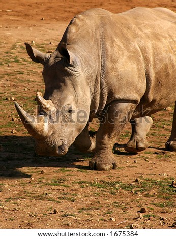 White Rhino frontal shot
