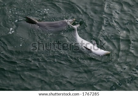 Mother and young dolphin playing