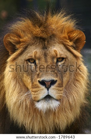 Lion staring
