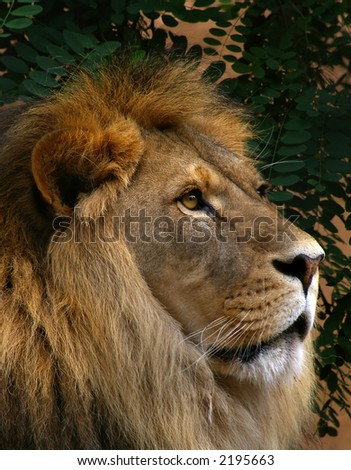 Lion pose