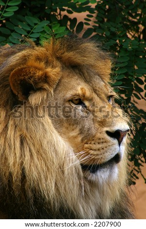 Lion Head shot.