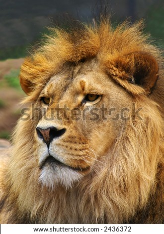 Lion head shot