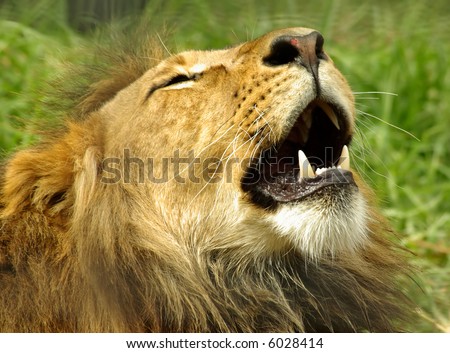 Lion with mouth slightly open