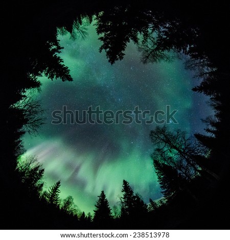 Northern lights (Aurora Borealis) above a forest fisheye