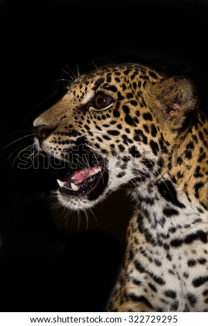 Young Jaguar cub at night looking agressive