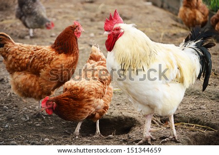 Rooster in traditional free range poultry farming
