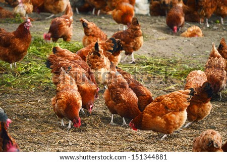 Traditional free range poultry farming
