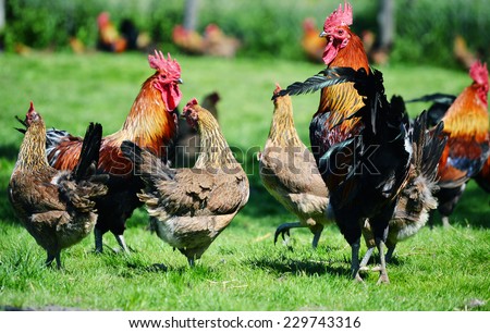Rooster and chickens on traditional free range poultry farm.