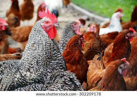 Chickens on traditional free range poultry farm.
