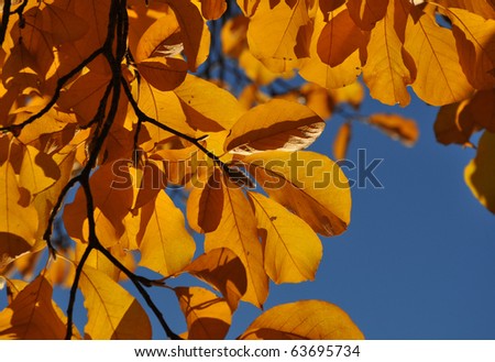 Autumn golden colors