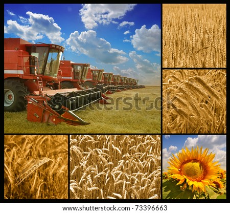 Agriculture - ready to work - combine harvester and crop details