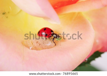 ladybug having a nice meal in a rose, eating a rose plant pest-Aphids