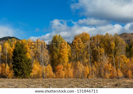 A row of very colorful trees in Idaho near Sun Valley in the Fall