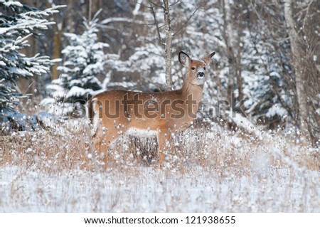 Whitetail doe in the winter - A whitetail deer standing in a snow-covered scene.