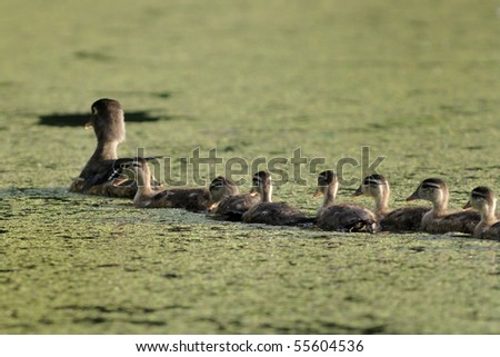 A mother wood duck leads a line of ducklings in the search for breakfast.