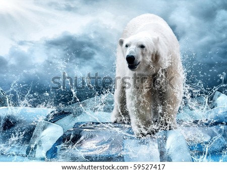 White Polar Bear Hunter on the Ice in water drops.