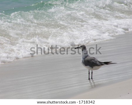 Seagull overlooking surf on the Gulf of Mexico.
