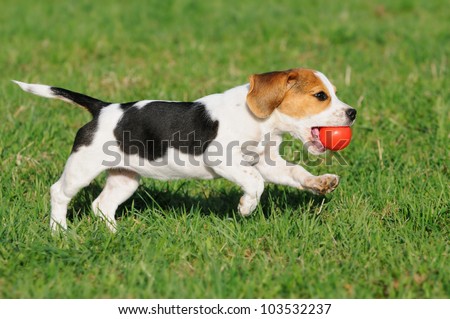 cute Beagle puppy 3 months running happy over the meadow with a red ball