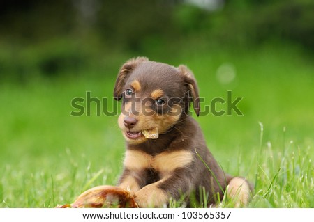cute puppie dog 8 weeks with bone