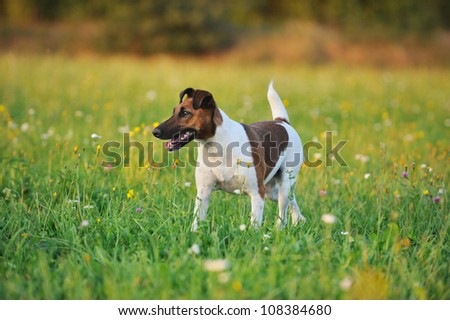 young Fox Terrier walking in the meadow