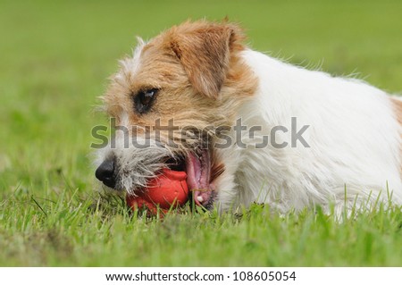 Jack Russel Terrier Dog puppy 6 months happy in the meadow