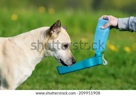 shepherd dog drinking water during summer heat