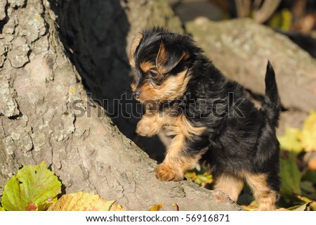 Yorkshire terrier puppy 7 weeks plays in the garden Stock foto © 