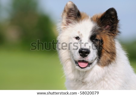 Elo Designer Dog puppy Eloschaboro Bobtail Eurasier Chow-Chow Hybrid