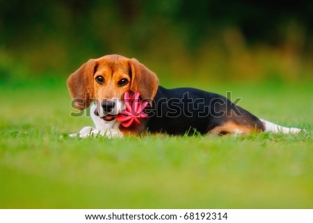 petite happy beagle puppy dog plays with a ball