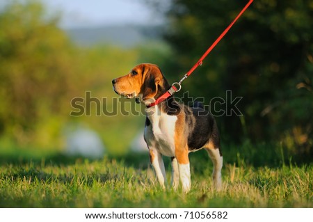 Happy beagle puppy dog in the meadow