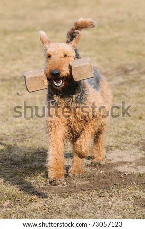 Airedale Terrier brings happily wood